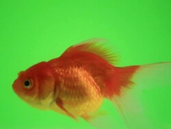 Goldfish talk on green screen Stock Footage