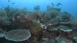 Living coral reef in Raja Ampat, Indonesia Stock Footage