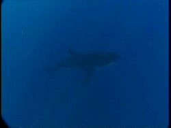 MS Great White Shark swimming below through sunrays in hazy water, high angle, Guadalupe Island, Pacific Ocean Stock Footage
