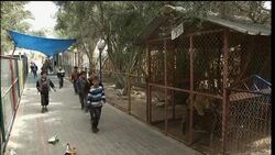 Zoo exhibits stuffed animals to cut cost of feeding live ones Instructional Video