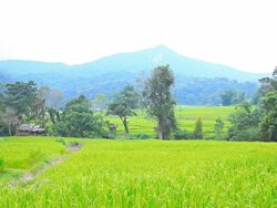 Rice fields in mountain areas. Stock Footage
