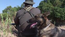 VOICED : S Africas top poacher hunting pooch flies into battle News Clip