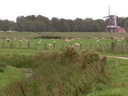 Sheeps grazing, Dutch windmill in the background Stock Footage