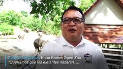 CLEAN : Elefantes nadadores en Tailandia News Clip