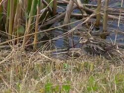 Snipe in the Grass Stock Footage
