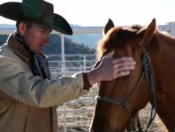  MS Man petting horse in front of fence / Kirkland, Arizona, USA Stock Footage