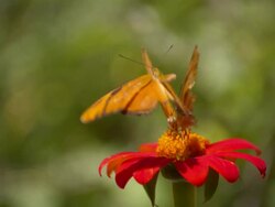 CU SLO MO Shot of Two monarch butterfly's on red flower / Santa Barbara, California, United States Stock Footage