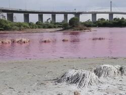 MS Shot of bright red algal bloom near Westgate Bridge, Yarra River / Melbourne, Victoria, Australia Stock Footage