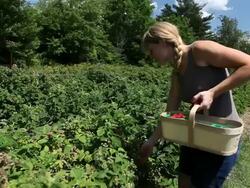 MS Happy young woman picking raspberries and placing them in wooden basket / Milton, Ontario, Canada Stock Footage