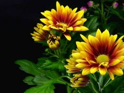 Yellow daisies blooming - American Chysantheme Stock Footage