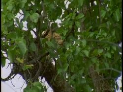 MS Leopard, Panthera pardus, partially camouflaged in tree, Bandhavgarh National Park, India Stock Footage