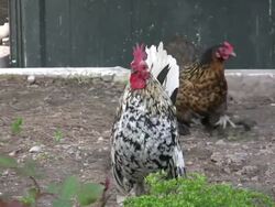 Cock crowing. HD 1080i Stock Footage