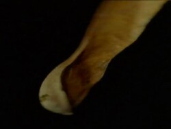 High Speed - BCU Sycamore Seed spinning down through frame, black background Stock Footage