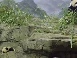 Panda Cub Bao Bao Makes Her Debut At Washington's National Zoo Stock Footage