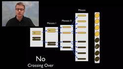 The Sordaria Cross Instructional Video