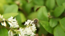 working bee flower Stock Footage