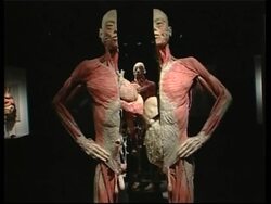 Twenty-two human bodies with skin removed on display News Clip