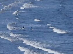 SURFERS SOUTH BAY Stock Footage