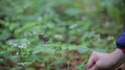 Herb picking in countryside - montage Stock Footage