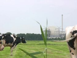 Nulcear Power Station with grazing Cattles Stock Footage