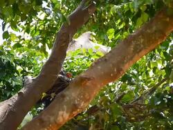 Chimpanzee Child Stock Footage