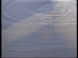 USA: FLORIDA: MANATEE WITH NEWBORN CALF News Clip