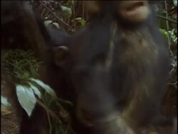 CU, MS, Young chimpanzee (Pan troglodytes) playing with adult in forest, Gombe Stream National Park, Tanzania Stock Footage