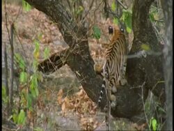 MS Royal Bengal Tiger, Panthera tigris tigris, cubs playing and wandering in jungle, Bandhavgarh National Park, India Stock Footage
