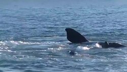 VOICED : Climate change threatens whales migratory routes News Clip