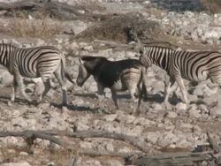 Burchell's Zebra (Equus quagga burchellii), Etosha National Park, Namibia Stock Footage
