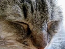 Cat Close-Up (NTSC) Stock Footage