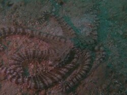 Octopus locomotion, Sabah Stock Footage