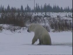Polar bear (Ursus maritimus) hauls out of ice hole, near Churchill, Manitoba, Canada Stock Footage