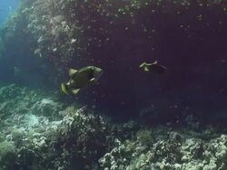 Green and yellow fish swim in and out of shafts of sunlight Stock Footage