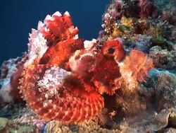 Tassled Scorpionfish at the reef Stock Footage