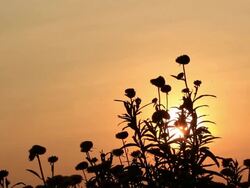 Straw flowers at sunset Stock Footage