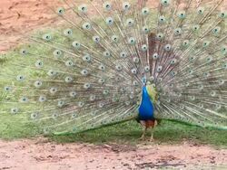 Peacock Stock Footage
