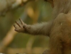 CU Baby Macaque monkey grooming its arm, India Stock Footage