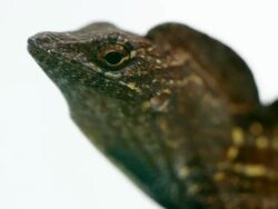 Common Household Lizard Stock Footage