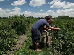 MS Young couple picking blueberries and placing them in wooden basket and feeding some to each other / Milton, Ontario, Canada Stock Footage