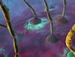 Neuromuscular junctions between nerve cells (motor neurons) and a muscle. Nerve signals (green) are transmitted from the nerves to the muscle tissue by the neurotransmitter chemical acetylcholine. This signal causes the muscle to contract Stock Footage