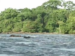 The view of the river and vegetation Stock Footage