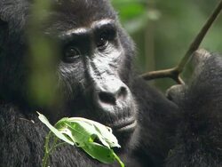 Close Up static - A gorilla observes the jungle around him / Uganda Stock Footage
