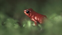 A strawberry poison-dart frog breathes. Stock Footage