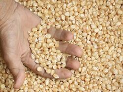 Raw dry corn spills Stock Footage