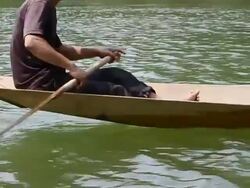 MS TS SLO MO Shot of travelling following man rowing wooden canoe with his hand holding paddle then tilt up again / Ou river, Luang Prabang, Laos Stock Footage