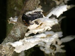 Female Pleasing Fungus Beetle (Erotylidae) with brood of larvae Stock Footage
