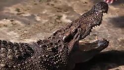 Madman collect money from crocodile mouth Stock Footage