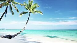 palm beach Stock Footage