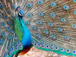 Beautiful peacock. Stock Footage